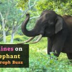 10 Lines on Elephant in English