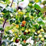 10 Lines on Jujube for Kids