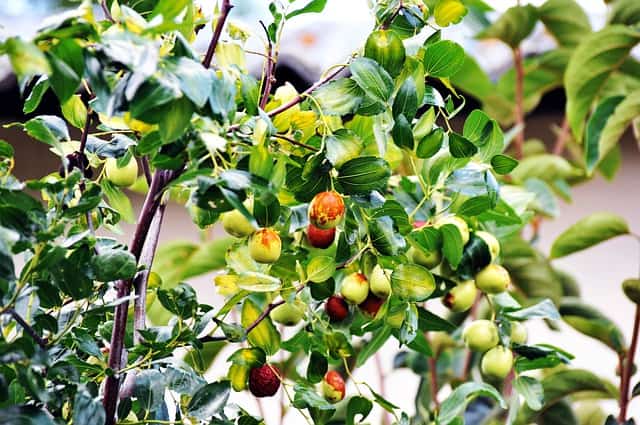 10 Lines on Jujube for Kids