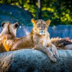 Short Paragraph on My Visit to a Zoo