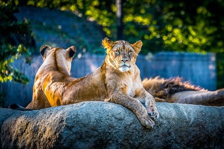 essay on visit to a zoo