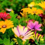 Short Paragraph on My Dream Garden