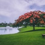 Short Paragraph on Save Trees