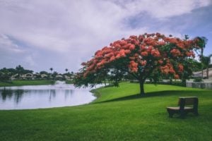 Short Paragraph on Save Trees