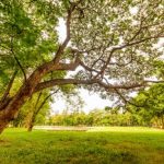 Short Paragraph on Importance of Trees