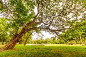 Short Paragraph on Importance of Trees