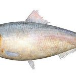 Short Paragraph on Hilsa or Ilish Fish