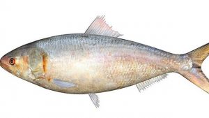 Short Paragraph on Hilsa or Ilish Fish
