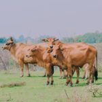 Short Paragraph on Cow