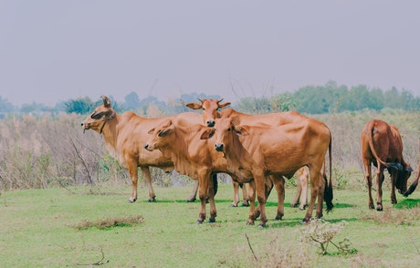 Short Paragraph on Cow