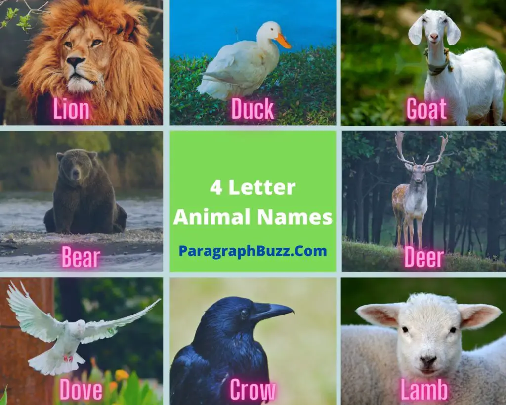 4 Letter Animal Names | Pictures, Definitions, Sentence Examples –  Paragraph Buzz