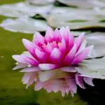 10 Lines on Lily Flower/Water Lily in English