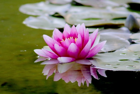 essay on water lily in english